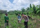 Kapolsek Mesuji Timur Pantau Langsung Penyaluran Bibit Jagung untuk Petani